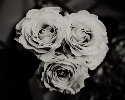 tre roser, 2019, (fotografi) av Alex Caminker
