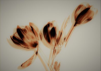 tulipaner, 2019, (blandet media) av Alex Caminker