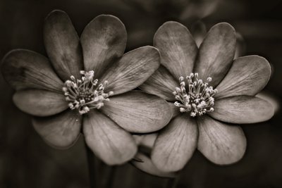 tvillinger, 2019, (fotografi) av Alex Caminker
