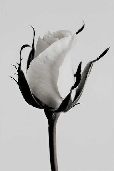 hvit rose, 2019, (fotografi) av Alex Caminker