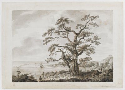 Legge til. 15508, nr.4, Tree on the Tree Hill, Otaheite, fra 