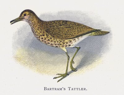 Batrams Tattler av Alexander Francis Lydon