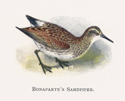 Bonapartes Sandpiper av Alexander Francis Lydon