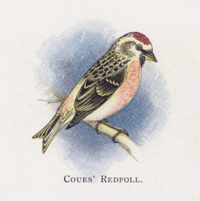Coues Redpoll av Alexander Francis Lydon