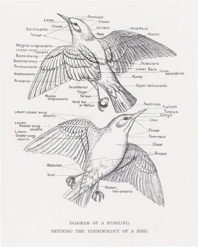 Diagram av en stær, som definerer terminologien til en fugl (litho) av Alexander Francis Lydon