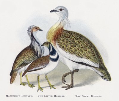 Macqueens Bustard, The Little Bustard, The Great Bustard av Alexander Francis Lydon