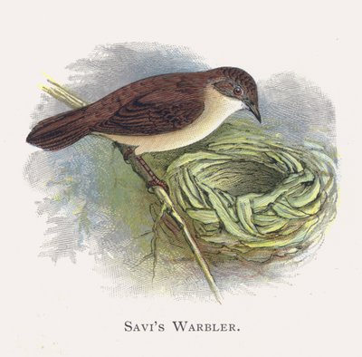 Savis Warbler av Alexander Francis Lydon