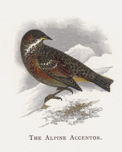 Alpine Accentor av Alexander Francis Lydon