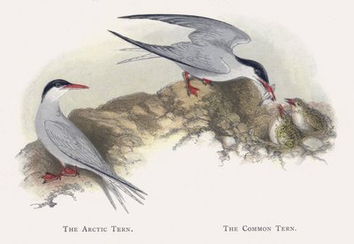 Polartern, vanlig tern av Alexander Francis Lydon