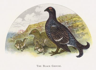 The Black Grouse av Alexander Francis Lydon