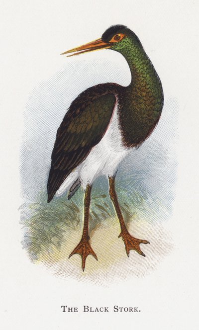 Den svarte storken av Alexander Francis Lydon