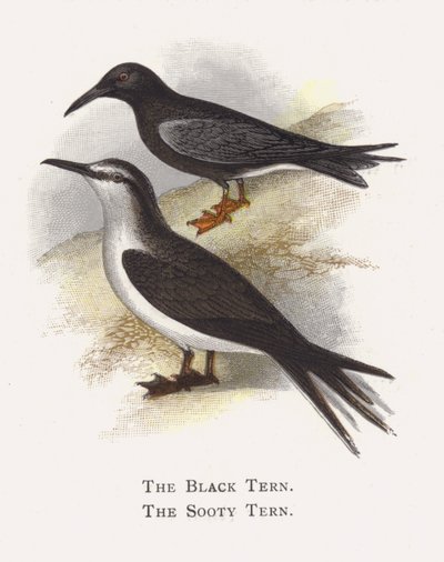 Den svarte tern, den sotede tern av Alexander Francis Lydon