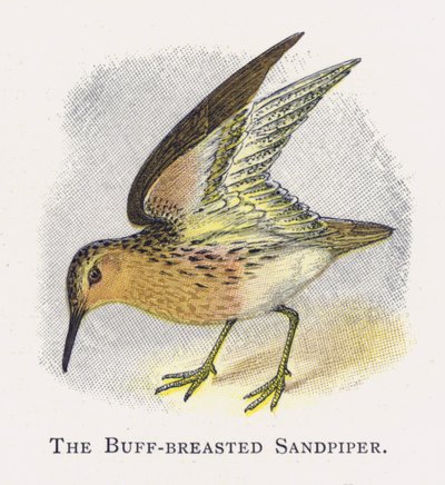 Buff-breasted Sandpiper av Alexander Francis Lydon