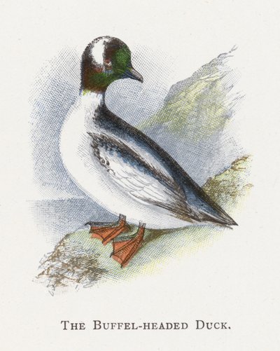 Buffelhodeanden av Alexander Francis Lydon
