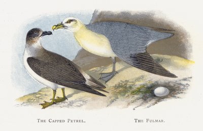Capped Petrel, The Fulmar av Alexander Francis Lydon