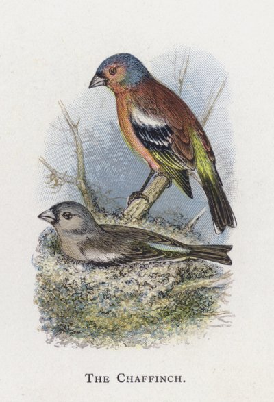 Bokfinken av Alexander Francis Lydon