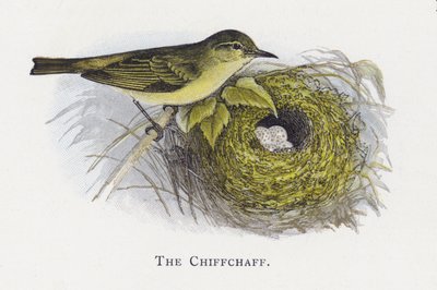 Chiffchaffen av Alexander Francis Lydon