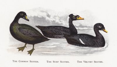The Common Scoter, The Surf Scoter, The Velvet Scoter av Alexander Francis Lydon