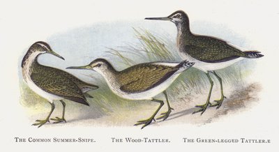 Den vanlige sommerbekkasinen, den vedtakleren, den grønnbeinte tollen av Alexander Francis Lydon