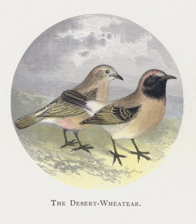 The Desert-Wheatear av Alexander Francis Lydon