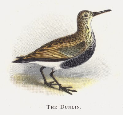 Dunlin av Alexander Francis Lydon