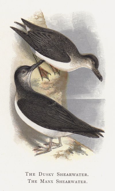 The Dusky Shearwater, The Manx Shearwater av Alexander Francis Lydon