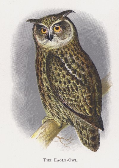 Ørneuglen av Alexander Francis Lydon