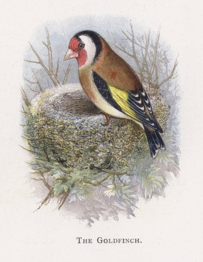 Gullfinken av Alexander Francis Lydon
