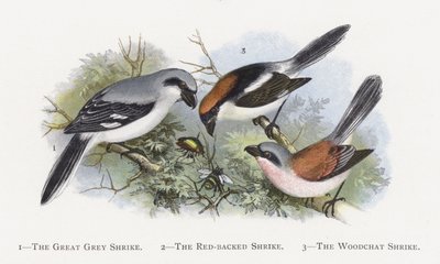 The Great Grey Shrike, The Red-backed Shrike, The Woodchat Shrike av Alexander Francis Lydon