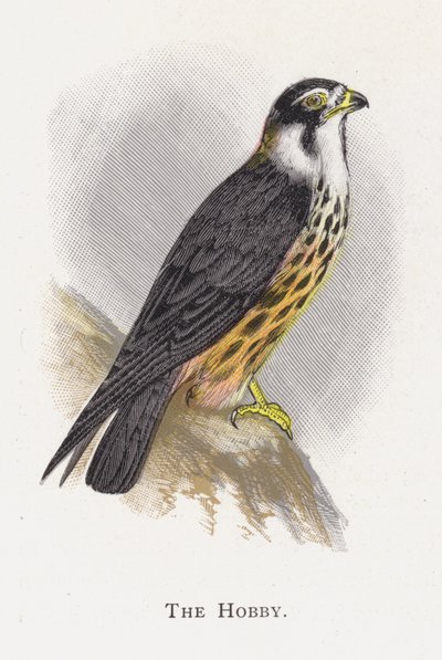 Hobbyen av Alexander Francis Lydon