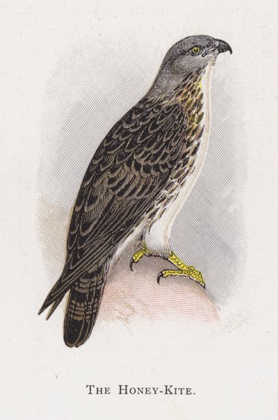 Honningdragen av Alexander Francis Lydon