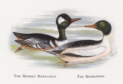 The Hette Merganser, The Goosander av Alexander Francis Lydon
