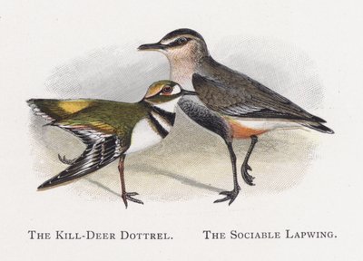 The Killdeer Dotterel, The Sociable Lapwing av Alexander Francis Lydon