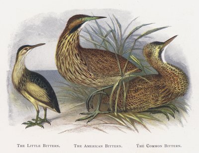 The Little Bittern, The American Bittern, The Common Bittern av Alexander Francis Lydon