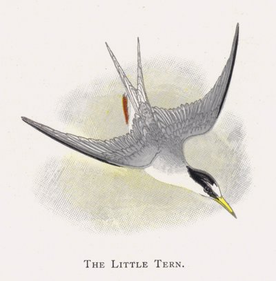Den lille tern av Alexander Francis Lydon