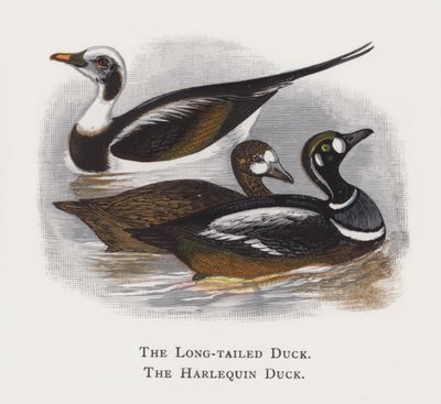 Langhaleanden, Harlekinanden av Alexander Francis Lydon