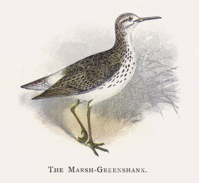 Marsh-Greenshank av Alexander Francis Lydon