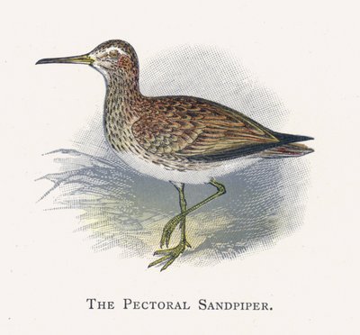 Pectoral Sandpiper av Alexander Francis Lydon