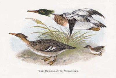 Rødbryst Merganser av Alexander Francis Lydon