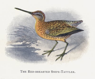 Rødbrystet snipe-tattler av Alexander Francis Lydon