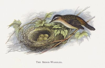 Sedge-Warbler av Alexander Francis Lydon