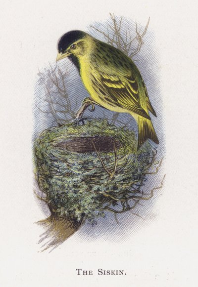 The Siskin av Alexander Francis Lydon