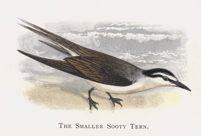 Den mindre sotete tern av Alexander Francis Lydon