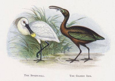Skjenebben, Den blanke Ibis av Alexander Francis Lydon