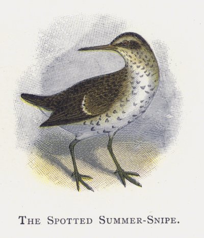 Den flekkete sommersnipen av Alexander Francis Lydon