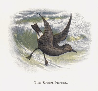 Storm-petrel av Alexander Francis Lydon