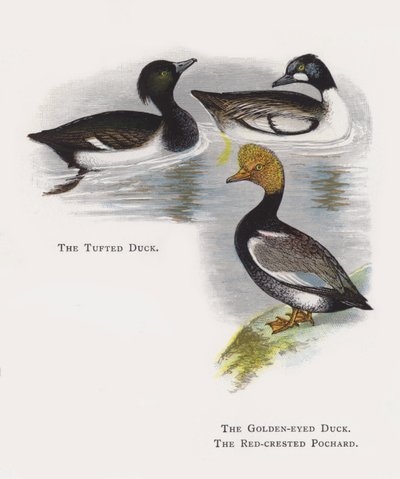 Tufted Duck, The Golden-eyed Duck, The Red-crested Pochard av Alexander Francis Lydon