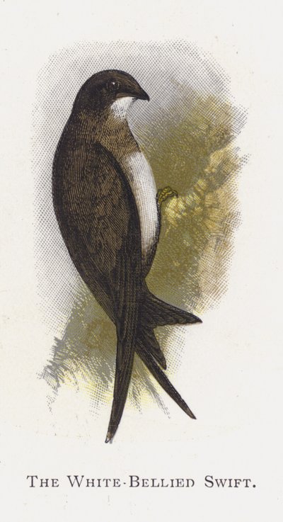 Den hvitmagede Swift av Alexander Francis Lydon