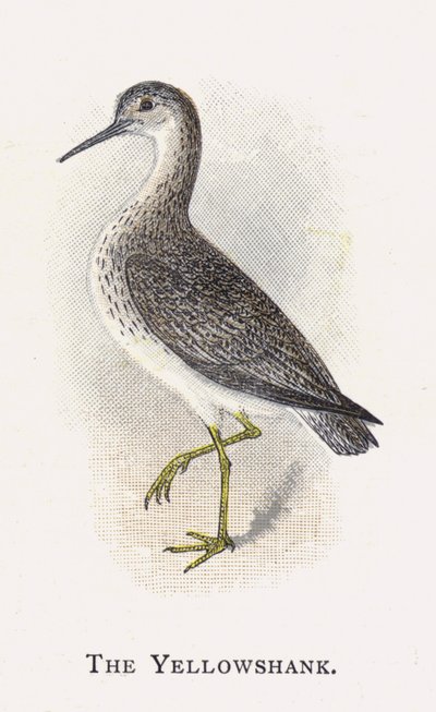 Yellowshank av Alexander Francis Lydon