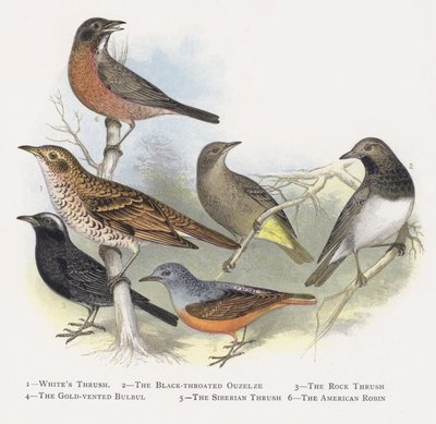 Hvittrost, Svarttrost, Steintrosten, Gullluftet Bulbul, Sibirtrosten, Amerikaneren Robin av Alexander Francis Lydon